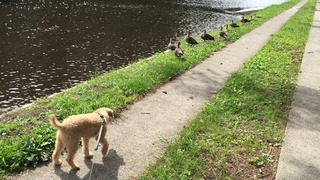Liue and ducks 1.jpg