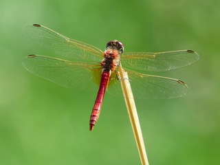 dragonfly-177338_1920.jpg