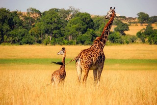 giraffe-2064520_1920.jpg