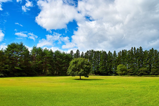 grassland+woodland.jpg